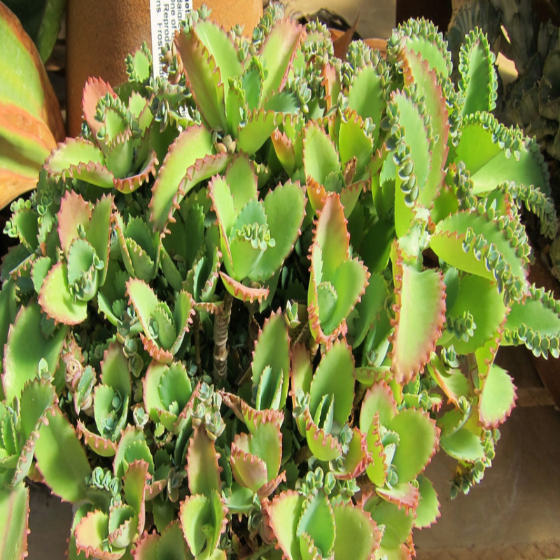 Kalanchoe laetivirens фото