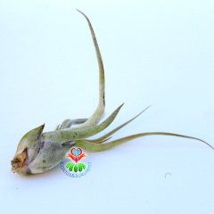 Kaktüs & Sukulent Online Canlı Bitki Çiçek Mağazası