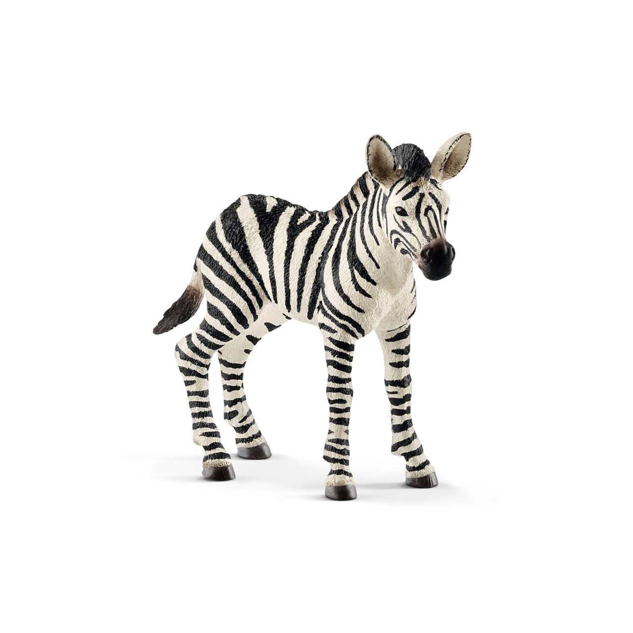 Yavru Zebra
