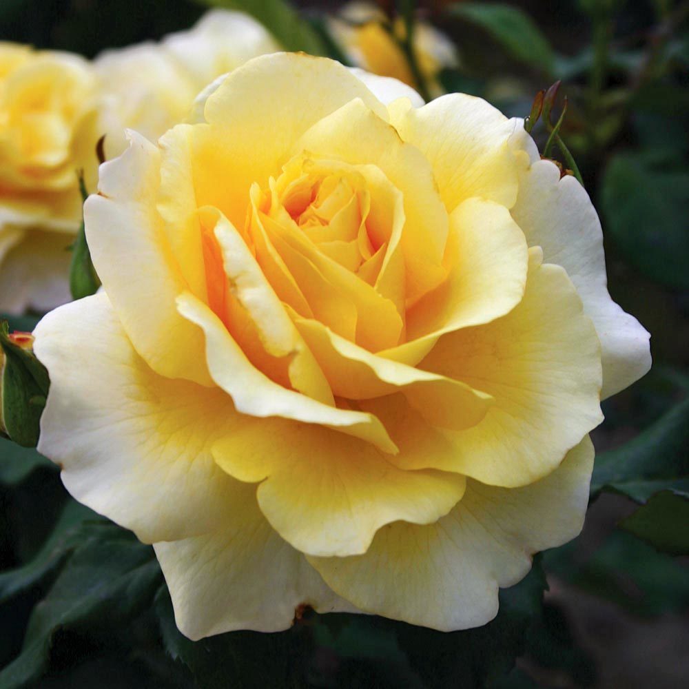 Sunny Rose роза