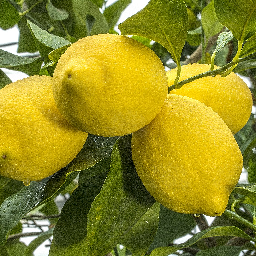 сорта лимонов фото с названиями