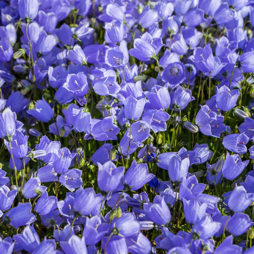 Dark Blue Campanula Çan Çiçeği Tohumu Satışı Hızlı Kargo Seçeneği İle