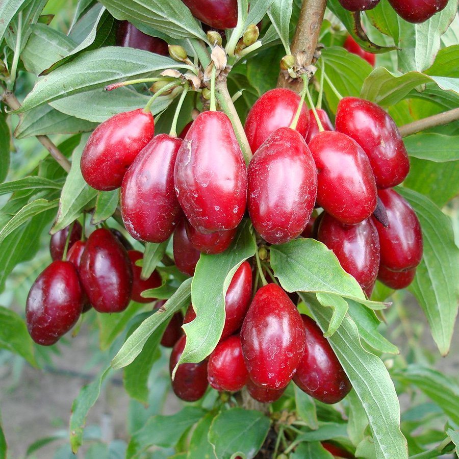 Кизил (Cornelian Cherry)