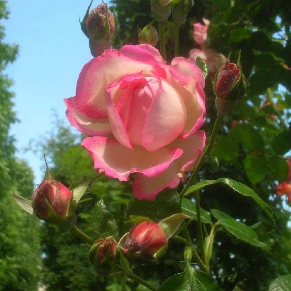 Роза декор арлекин описание фото
