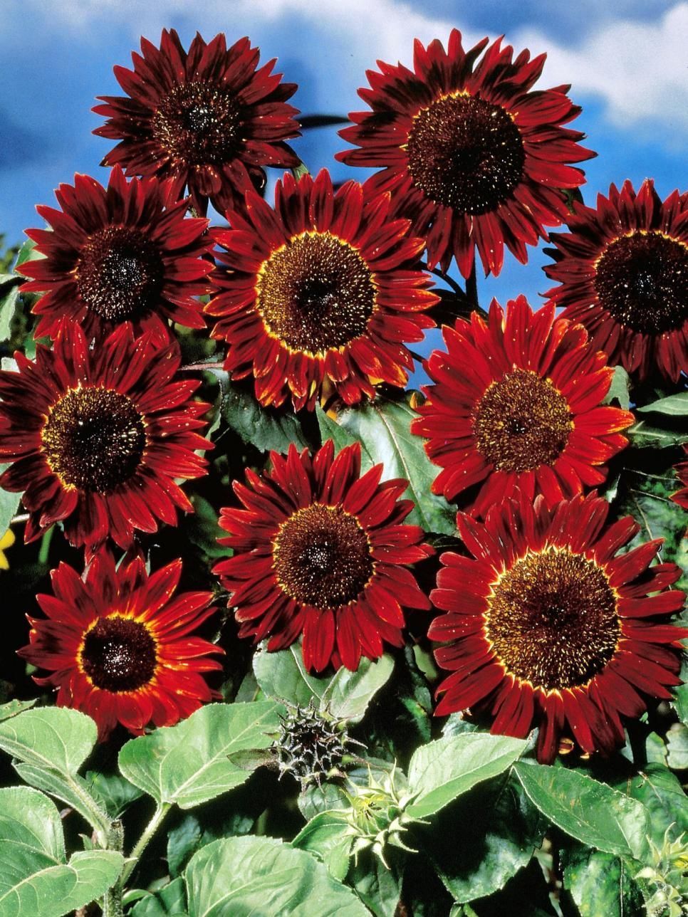 Alev Kırmızı Ayçiçeği Red Sunflower Tohumu 21 Adet   Farmer Life