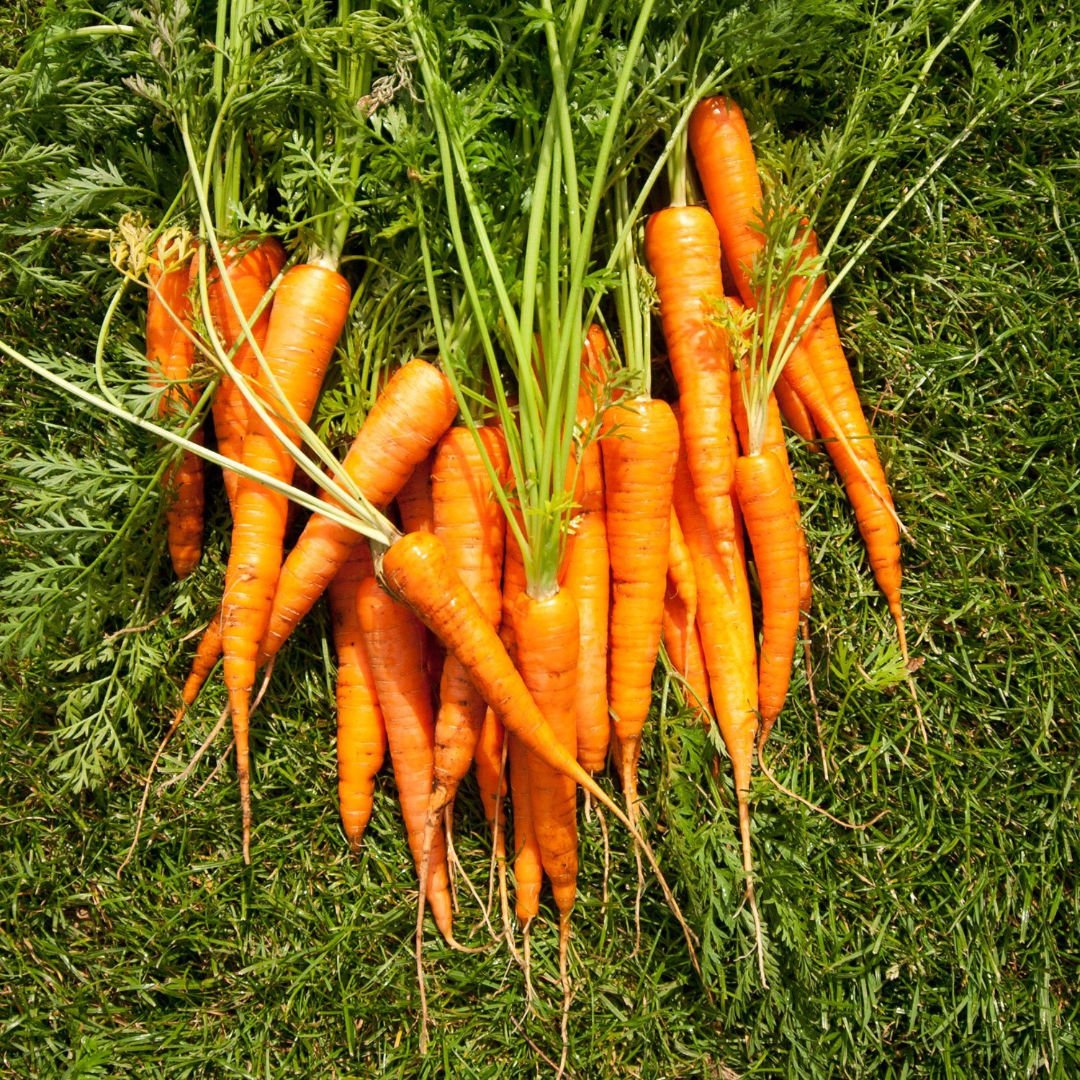 Класс растения морковь. Морковь растение. Корень моркови. Корнеплод моркови. Морковь растения 2 года.
