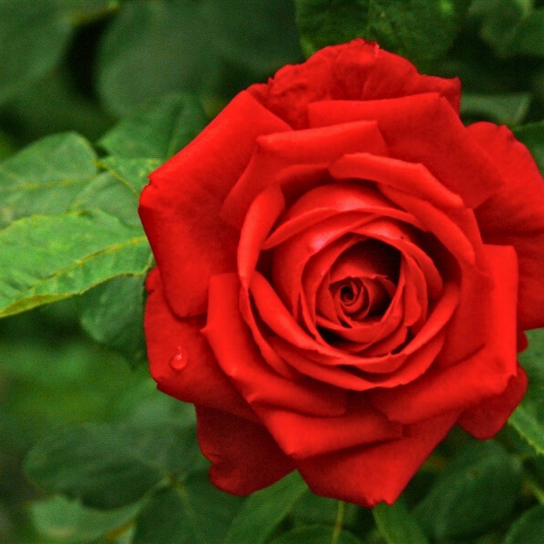 Роза национальный цветок Англии