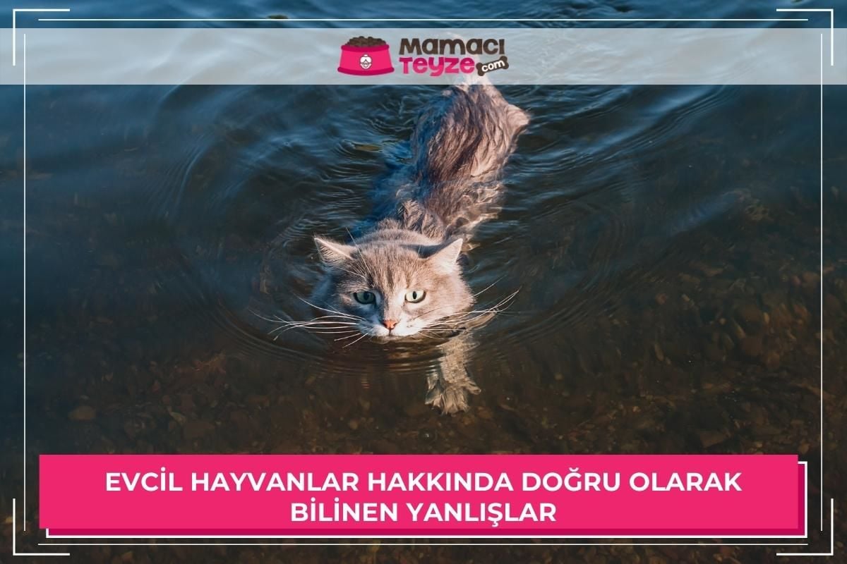 omegle chat brezilya ünlülere şaka