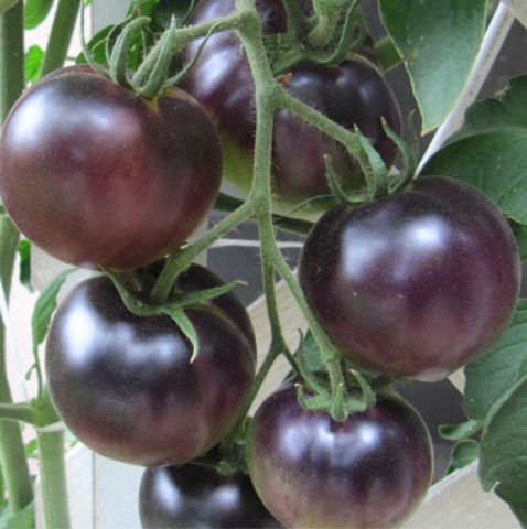 Nadir Black Cherry Siyah Domates Tohumu (15 tohum)