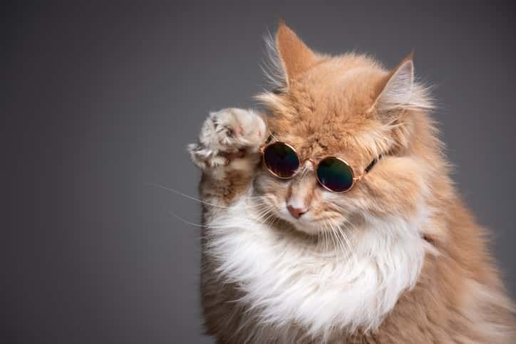 kediler hakkinda bilinen 10 yanlis bilgi petza